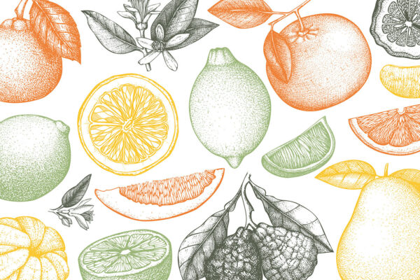 Um padrão de frutos diferentes Um padrão de frutos diferentes