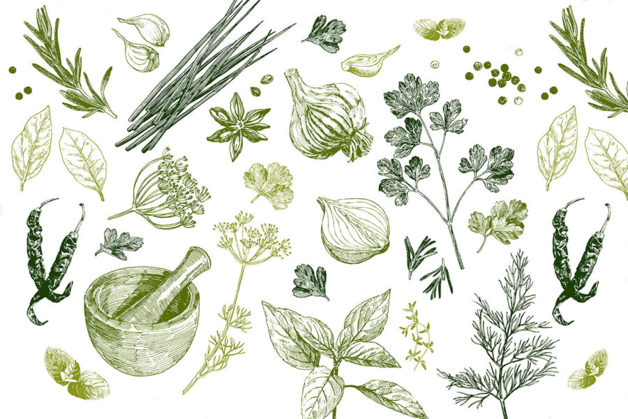 Uma coleção de ervas aromáticas e especiarias Uma coleção de ervas aromáticas e especiarias
