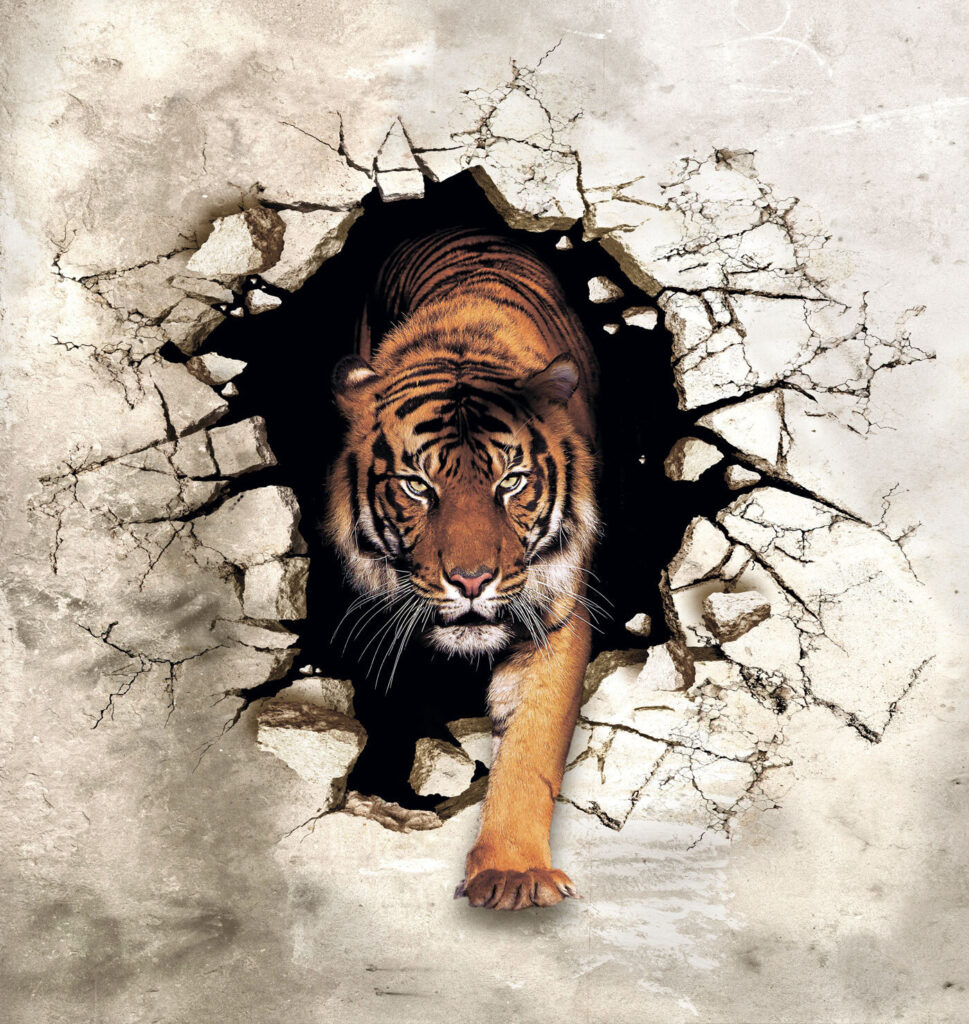 Tigre a sair de um buraco numa parede Tigre a sair de um buraco numa parede