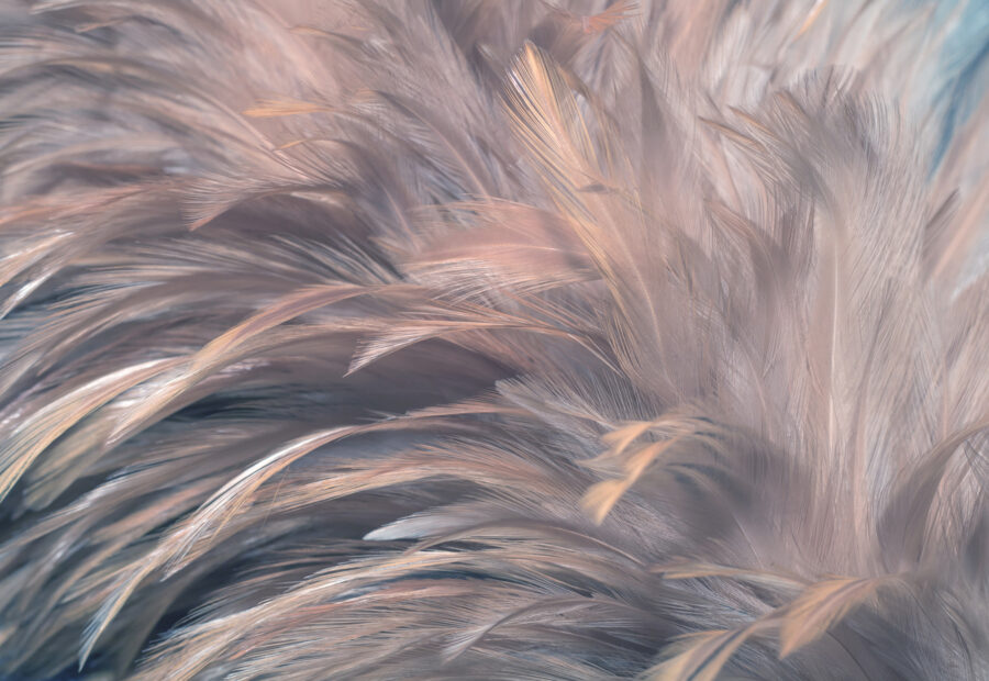 Texturas de penas suaves e delicadas.