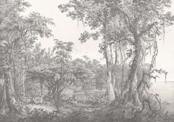 Desenho de árvores e plantas u95795p 600x420 - Desenho de árvores e plantas