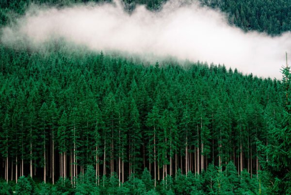 Uma floresta de árvores com nevoeiro Uma floresta de árvores com nevoeiro