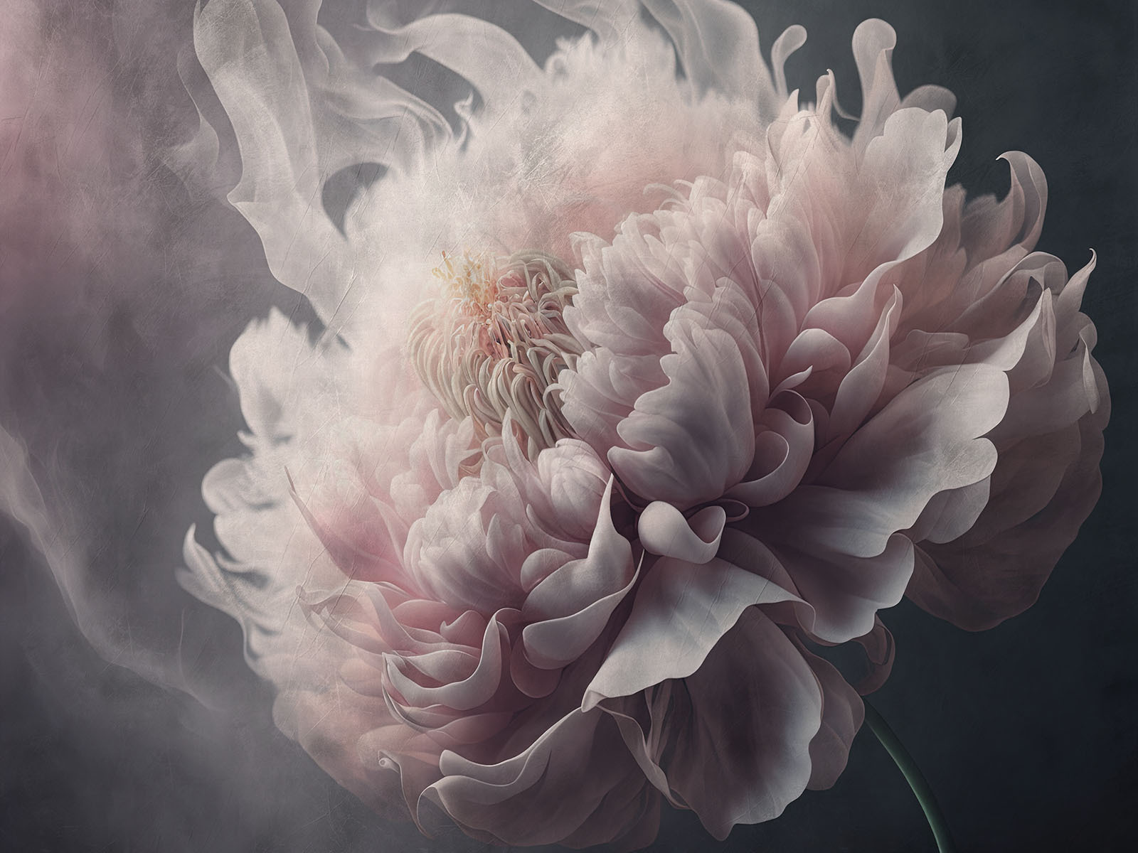 Delicate petals in soft hues