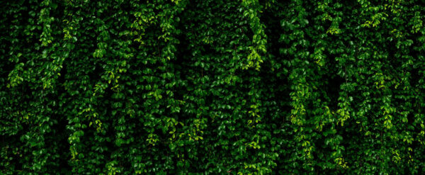 Parede de folhas verdes Parede de folhas verdes