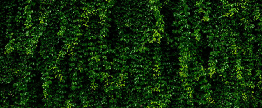 Parede de folhas verdes
