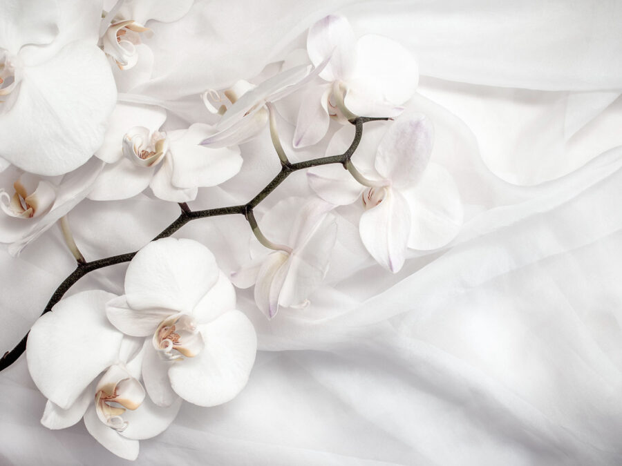 Orquídeas brancas sobre um tecido branco