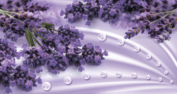 Flores de lavanda em tons suaves de lavanda Flores de lavanda em tons suaves de lavanda