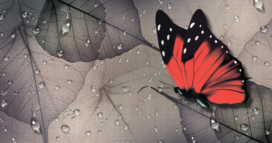 Borboleta numa folha