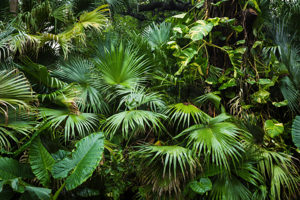 Grupo de folhas verdes Grupo de folhas verdes