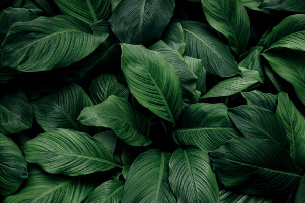 Folhas verdes grandes Folhas verdes grandes