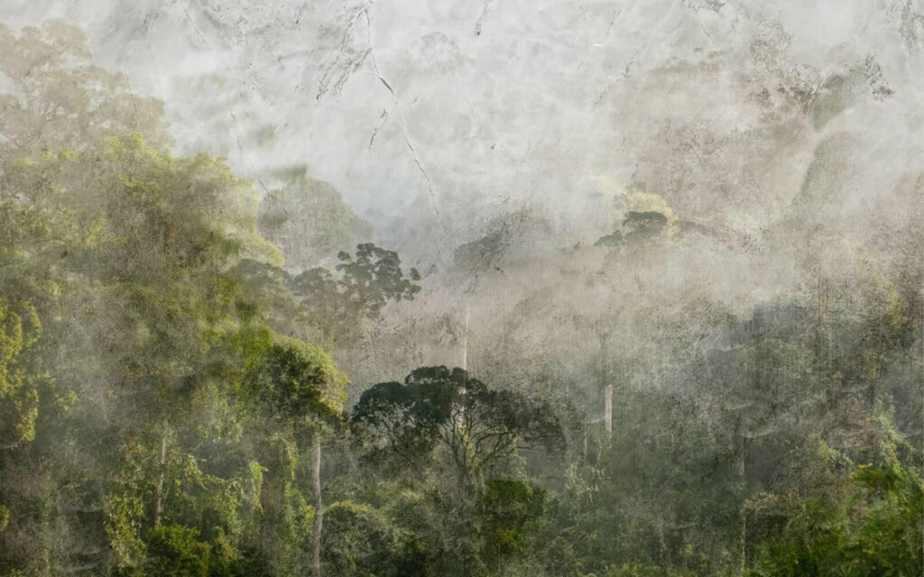 Floresta com nevoeiro e árvores Floresta com nevoeiro e árvores