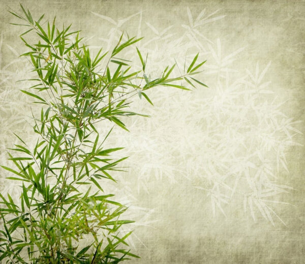 Bambu exuberante sobre um fundo texturado. Bambu exuberante sobre um fundo texturado.