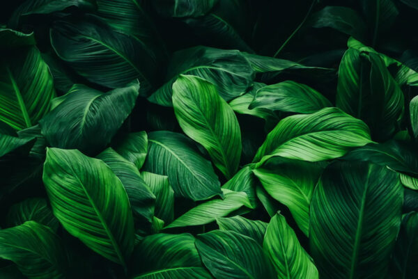 Grupo de grandes folhas verdes Grupo de grandes folhas verdes