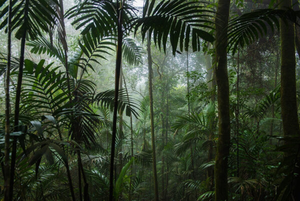 Floresta densa com árvores altas Floresta densa com árvores altas