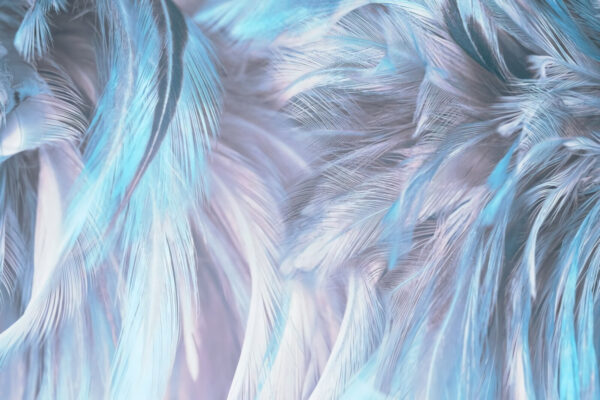 Penas suaves em tons pastel em ondas suaves. Penas suaves em tons pastel em ondas suaves.