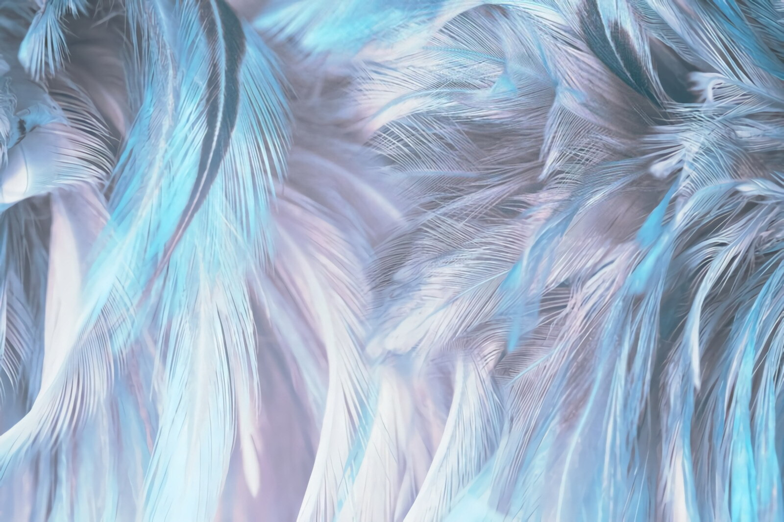 Soft pastel feathers in gentle waves Soft pastel feathers in gentle waves