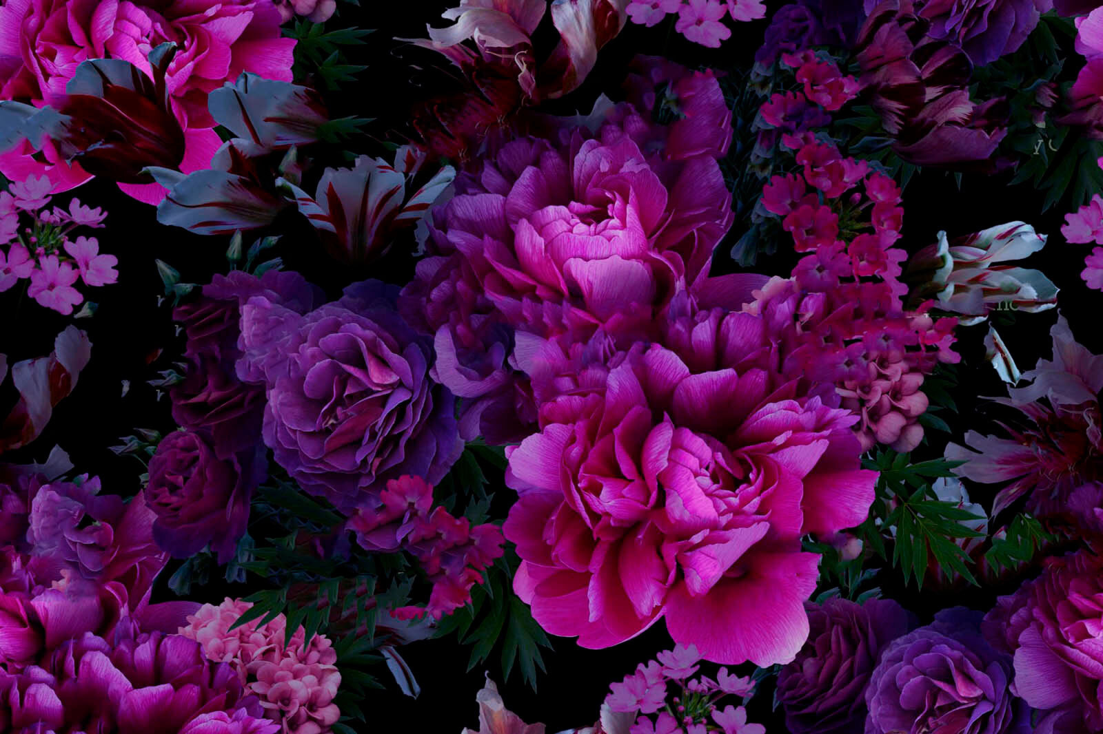 Grupo de flores roxas u72236p - Grupo de flores roxas - tegory