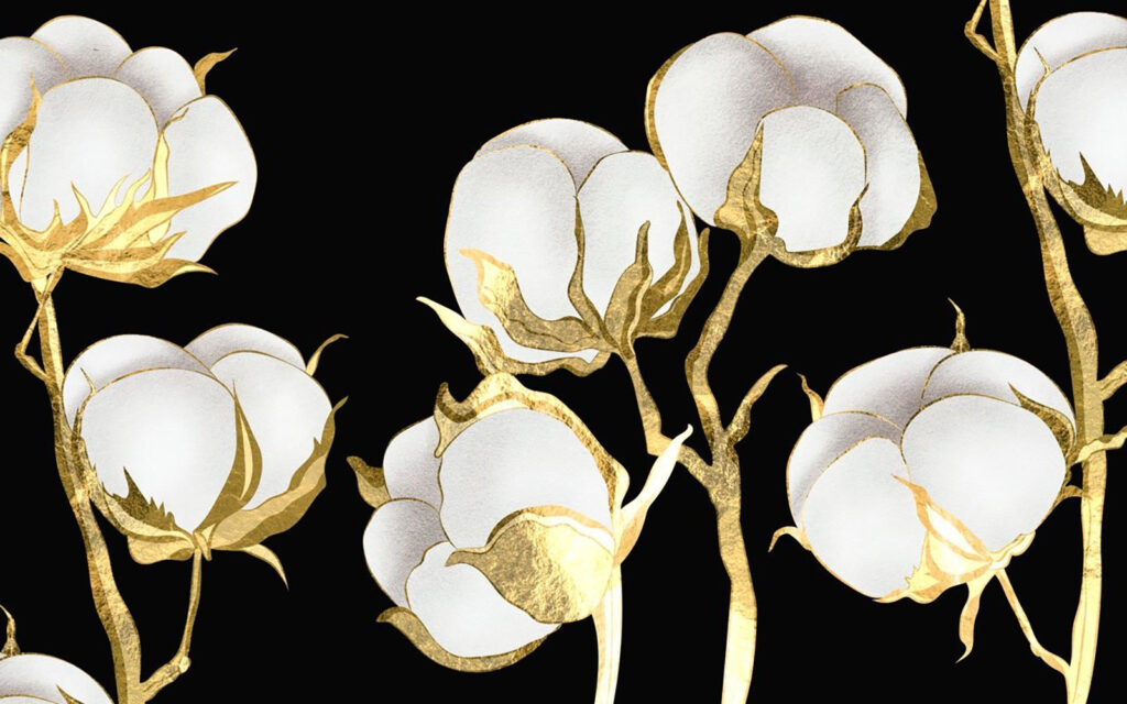 Flores de algodão sobre um fundo escuro Flores de algodão sobre um fundo escuro