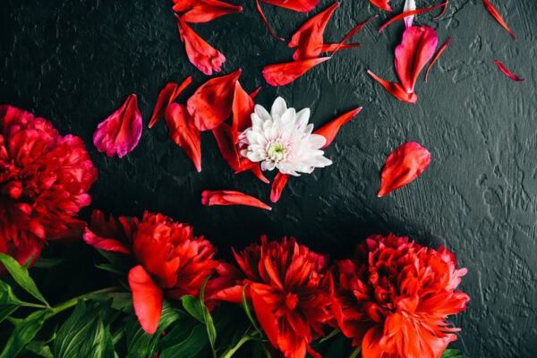 Grupo de flores vermelhas com pétalas sobre uma superfície preta Grupo de flores vermelhas com pétalas sobre uma superfície preta