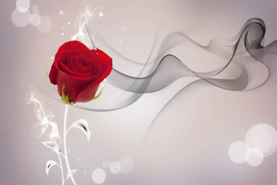 Rosa vermelha com fumo