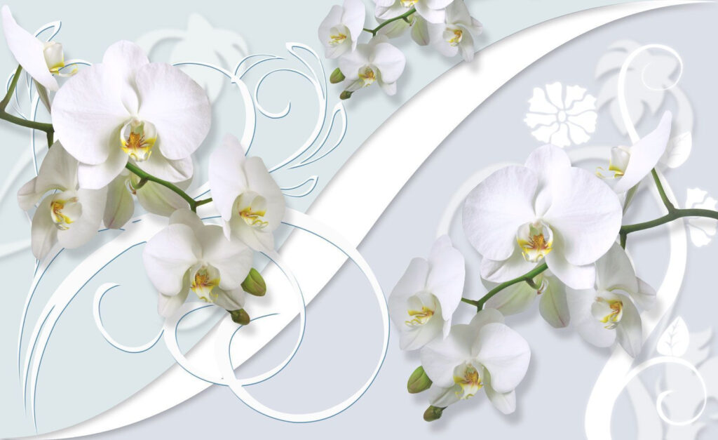 Lindas orquídeas num fundo suave Lindas orquídeas num fundo suave