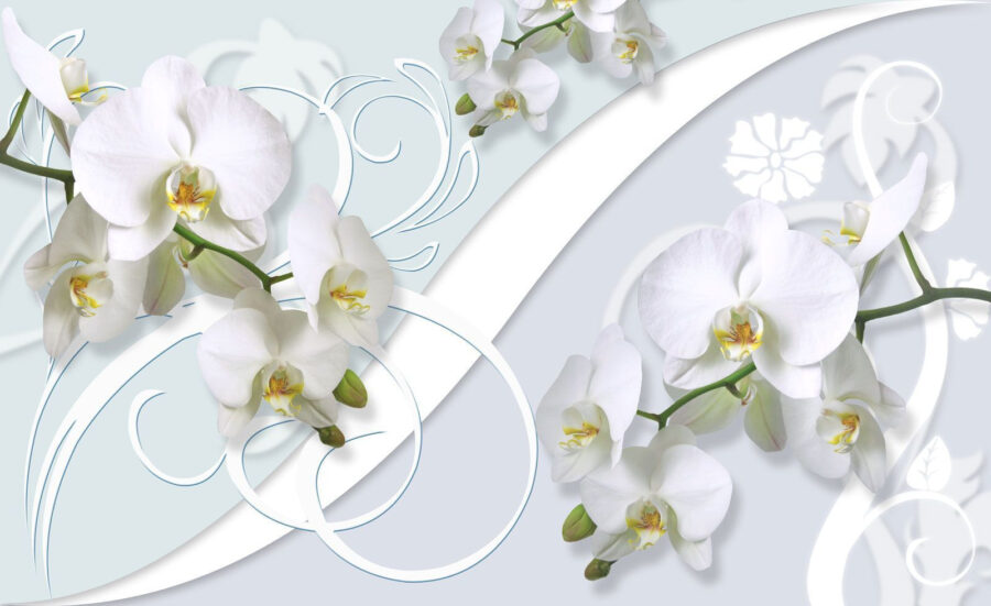 Lindas orquídeas num fundo suave