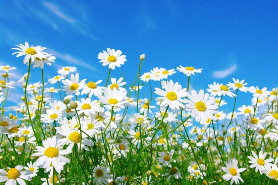 Campo de flores brancas e amarelas