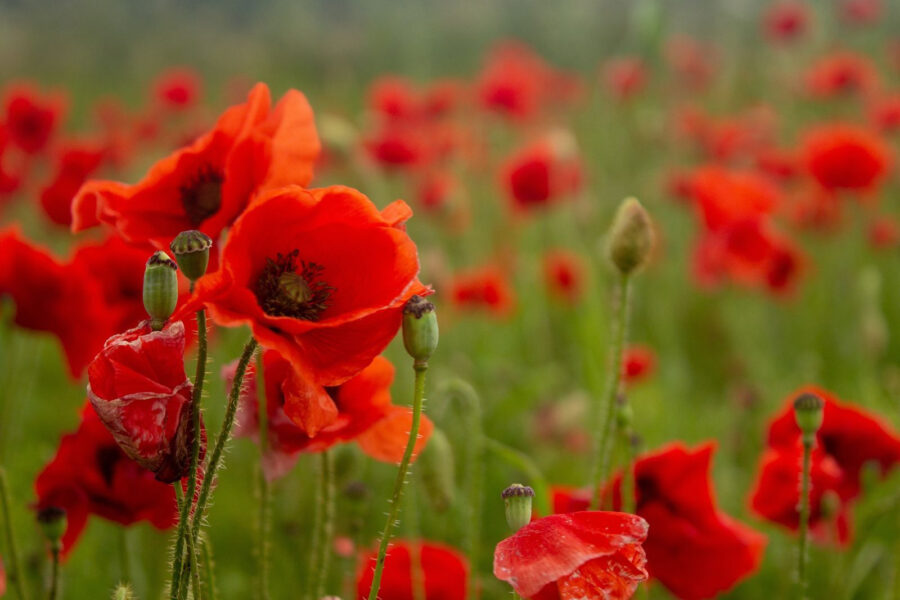 Campo de flores vermelhas