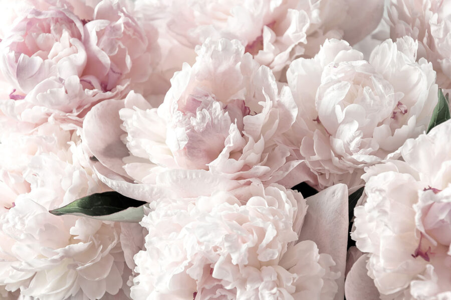 Grupo de flores cor-de-rosa
