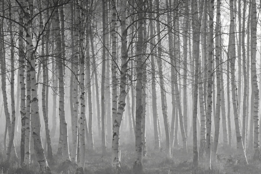 Grupo de árvores numa floresta Grupo de árvores numa floresta