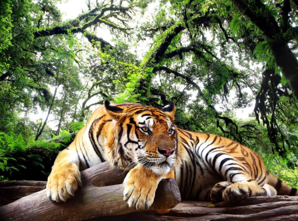 Tigre deitado num tronco Tigre deitado num tronco