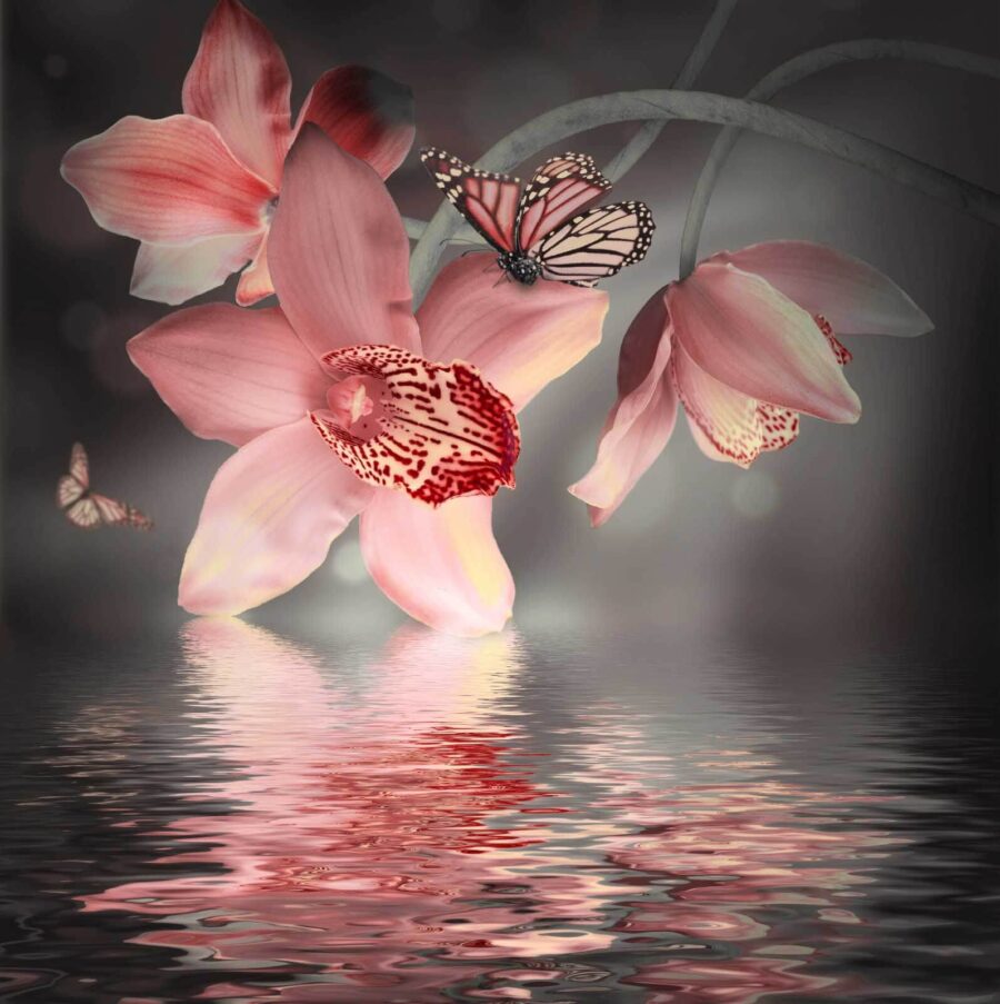 Papel de parede Orquídeas cor-de-rosa e borboletas num ramo - Image 4