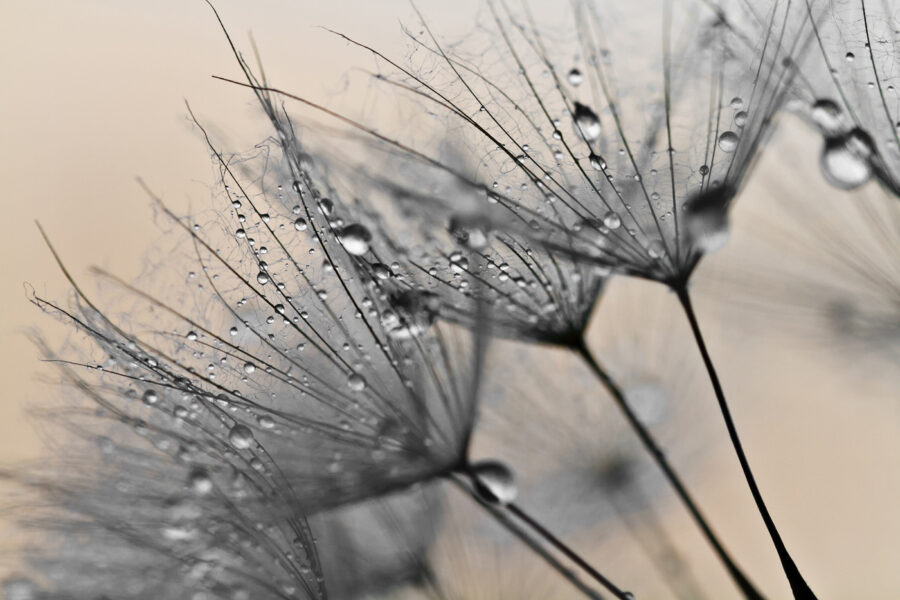Gotas delicadas em pétalas frágeis. Gotas delicadas em pétalas frágeis.