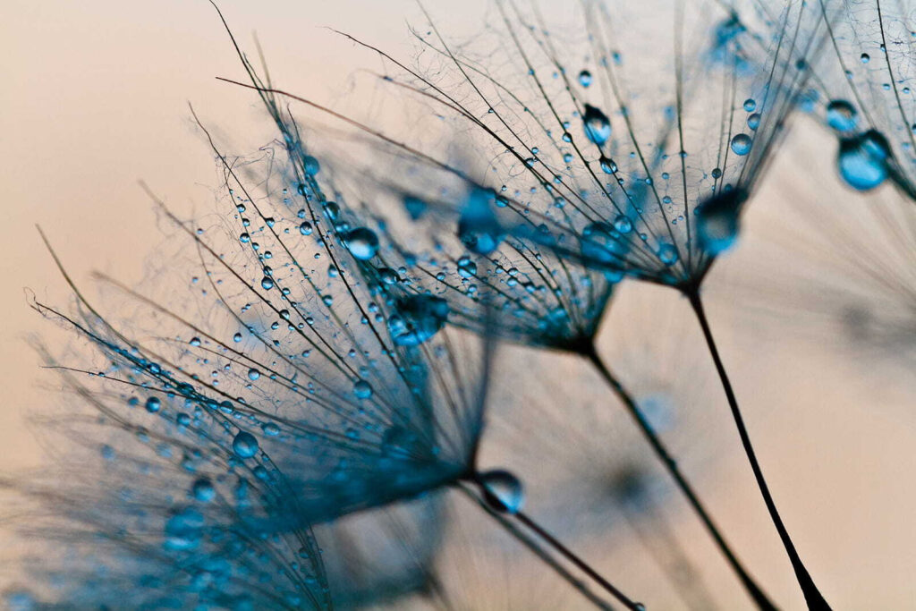 Delicate droplets on fragile petals Delicate droplets on fragile petals