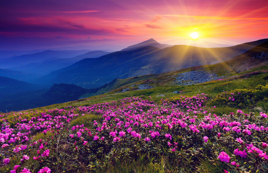 Campo de flores com o sol a pôr-se por detrás