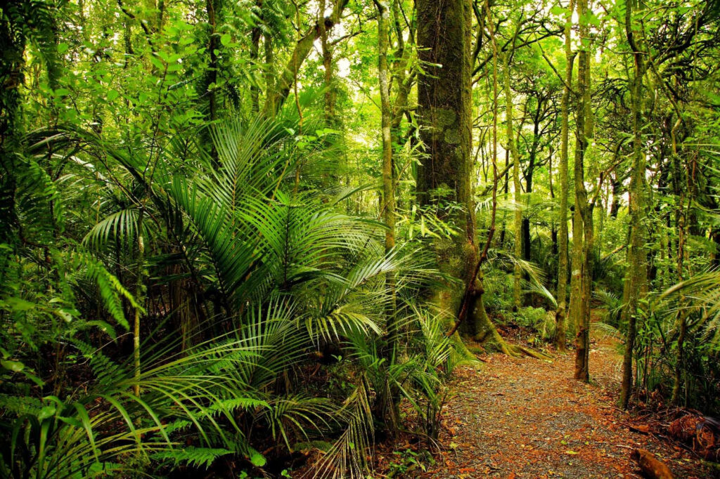 Caminho através de uma floresta Caminho através de uma floresta