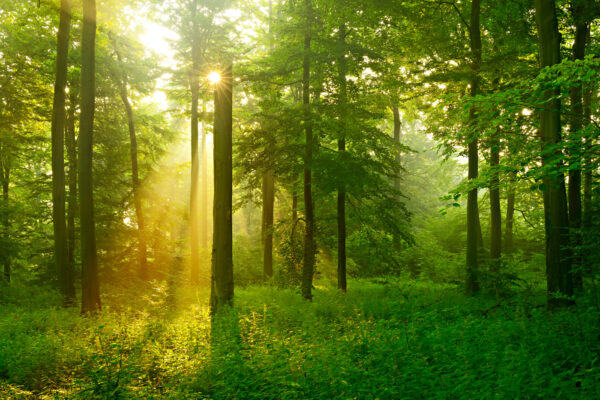 Sol a brilhar através das árvores Sol a brilhar através das árvores