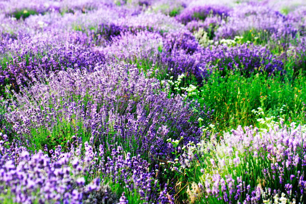 Campo de flores roxas Campo de flores roxas