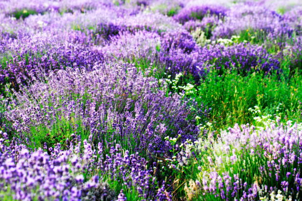 Campo de flores roxas Campo de flores roxas