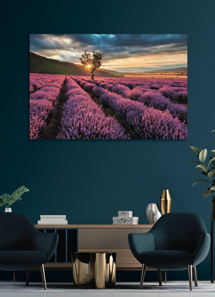 Tree in a field of lavender