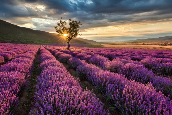 Árvore num campo de alfazema Árvore num campo de alfazema