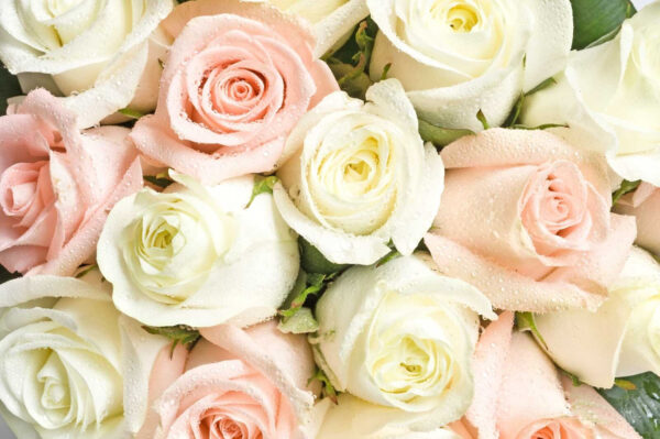 Grupo de rosas cor-de-rosa e brancas Grupo de rosas cor-de-rosa e brancas
