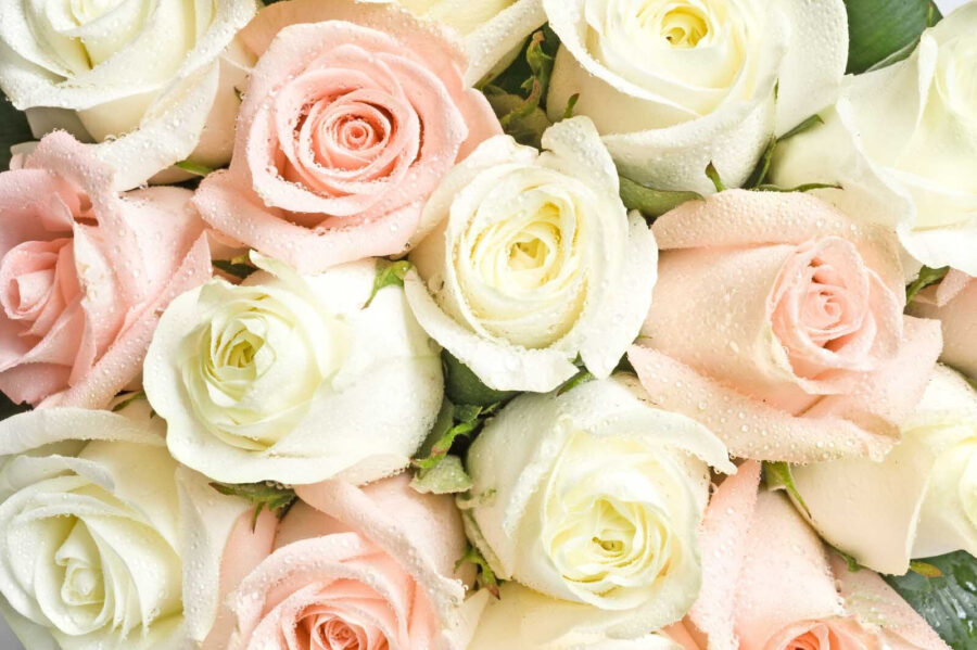 Grupo de rosas cor-de-rosa e brancas