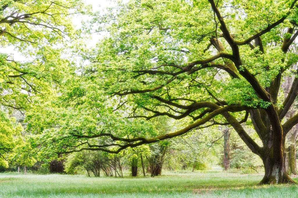 Uma árvore com folhas verdes Uma árvore com folhas verdes