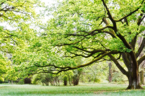 Uma árvore com folhas verdes Uma árvore com folhas verdes