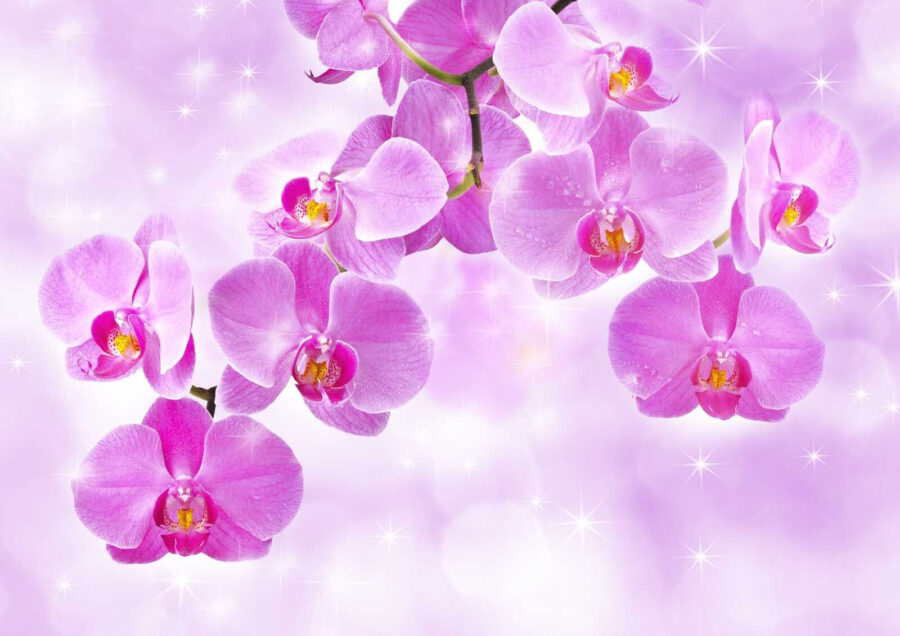 Orquídeas delicadas em tons suaves