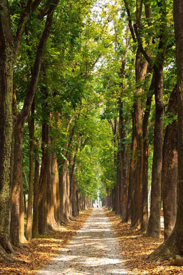 Caminho com árvores ao lado Caminho com árvores ao lado