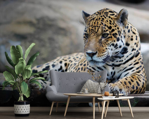 Leopardo deitado numa superfície de madeira Leopardo deitado numa superfície de madeira