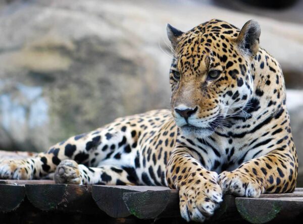 Leopardo deitado numa superfície de madeira Leopardo deitado numa superfície de madeira