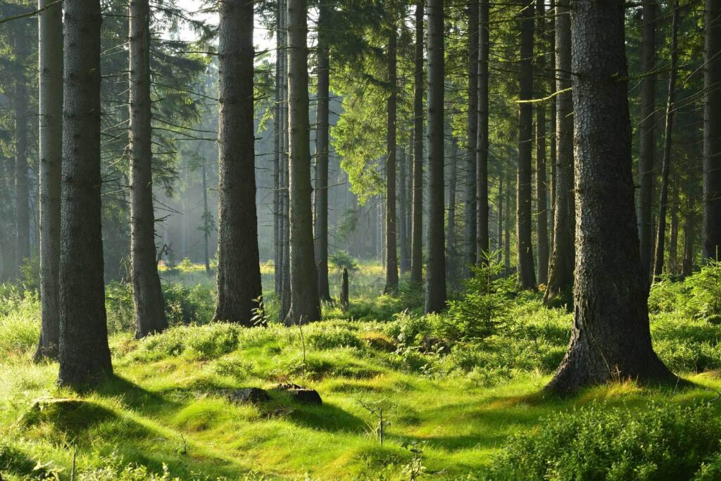 Floresta com árvores altas e relva Floresta com árvores altas e relva